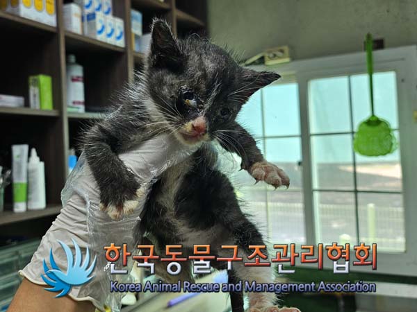 한국동물구조관리협회_441404202400496